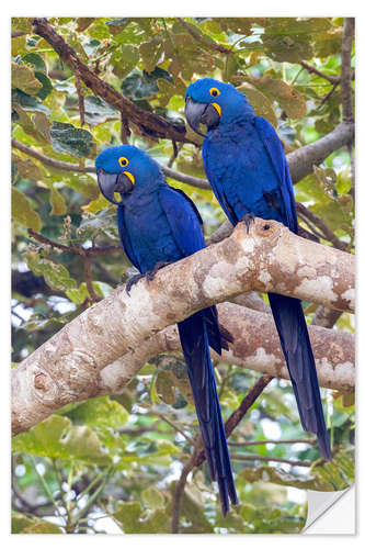 Selvklebende plakat Hyacinth macaws in the tree