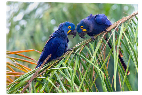 Akrylbilde Hyacinth macaws in conversation