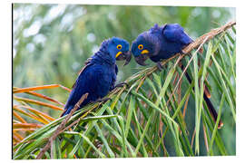 Aluminium print Hyacinth macaws in conversation