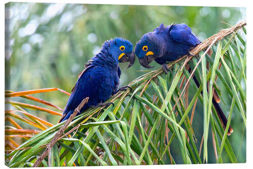 Lærredsbillede Hyacinth macaws in conversation