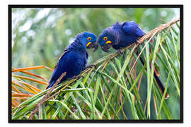 Gerahmter Kunstdruck Hyazinth Aras im Gespräch