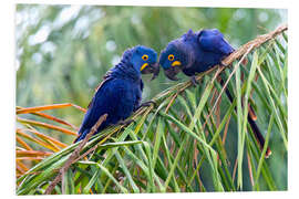 Foam board print Hyacinth macaws in conversation