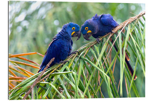 Gallery print Hyacinth macaws in conversation