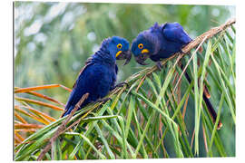 Gallery print Hyacinth macaws in conversation