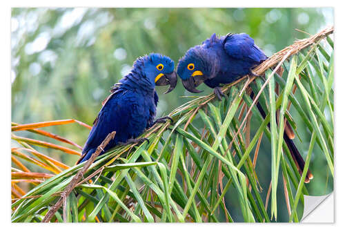 Selvklebende plakat Hyacinth macaws in conversation