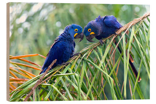 Wood print Hyacinth macaws in conversation