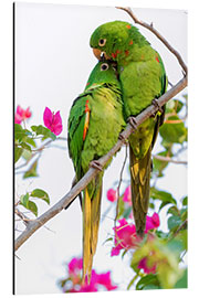 Aluminium print Parakeets while cuddling