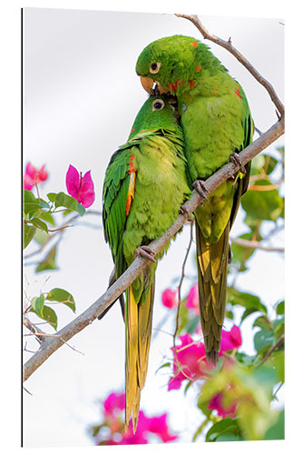 Gallery print Parakeets while cuddling