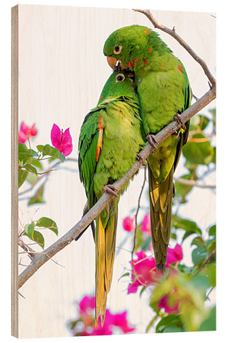 Puutaulu Parakeets while cuddling