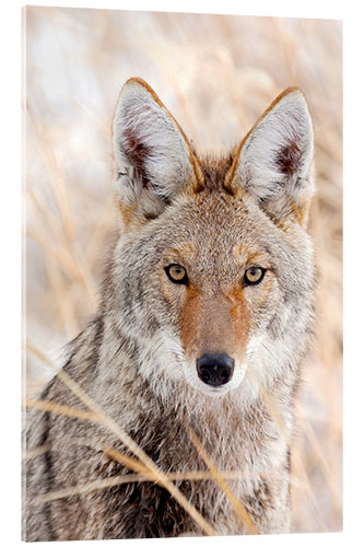 Acrylic print Coyote in autumn