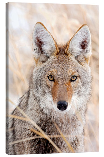 Canvas-taulu Coyote in autumn