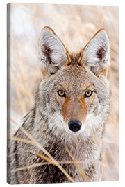 Canvas print Coyote in autumn