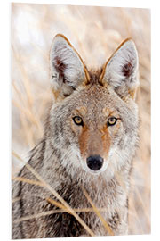 Foam board print Coyote in autumn