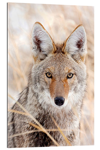 Galleritryk Coyote in autumn