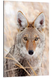 Magnettafel Kojote im Herbst