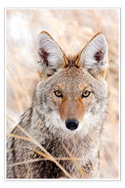 Wall print  Coyote in autumn - Ken Archer