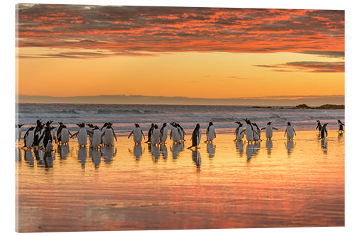 Quadro em acrílico Pinguim-gentoo na praia do ponto de voluntariado