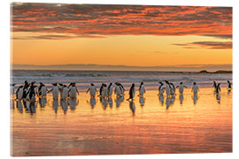 Acrylglasbild Eselspinguin am Sandstrand von Volunteer Point