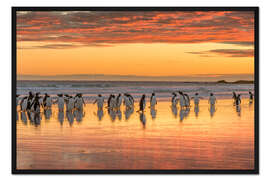 Gerahmter Kunstdruck Pinguine bei Sonnenuntergang am Strand