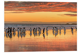 Foam board print Gentoo penguin on the sandy beach of Volunteer Point