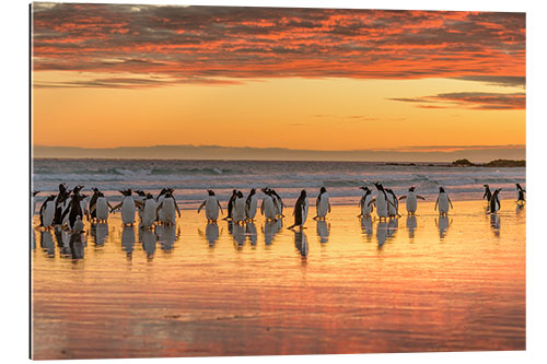 Tableau en plexi-alu Manchots papous en bord de mer à Volunteer Point