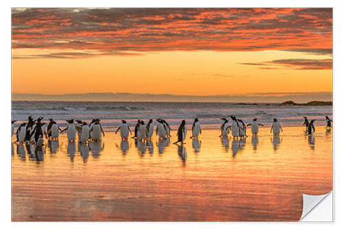 Sisustustarra Gentoo penguin on the sandy beach of Volunteer Point