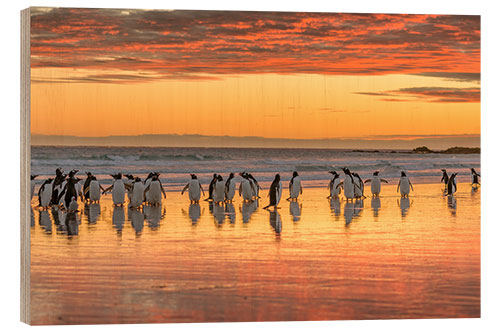 Obraz na drewnie Gentoo penguin on the sandy beach of Volunteer Point