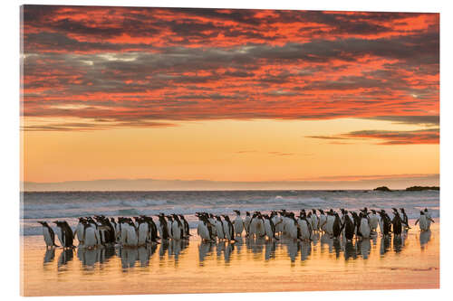 Quadro em acrílico Pinguim-gentoo na praia do ponto de voluntariado