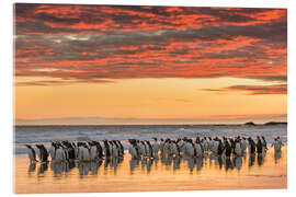 Acrylglasbild Eselspinguin am Sandstrand von Volunteer Point