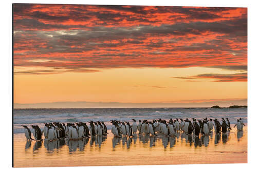 Aluminium print Gentoo penguin on the sandy beach of Volunteer Point