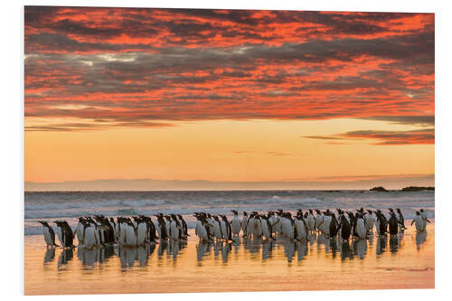 PVC-taulu Gentoo penguin on the sandy beach of Volunteer Point