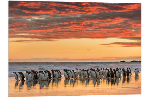 Galleriprint Gentoo penguin on the sandy beach of Volunteer Point