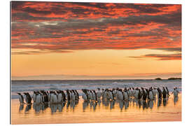 Gallery print Gentoo penguin on the sandy beach of Volunteer Point