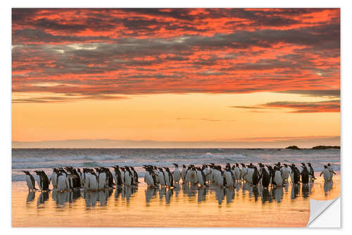 Sisustustarra Gentoo penguin on the sandy beach of Volunteer Point