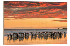 Obraz na drewnie Gentoo penguin on the sandy beach of Volunteer Point