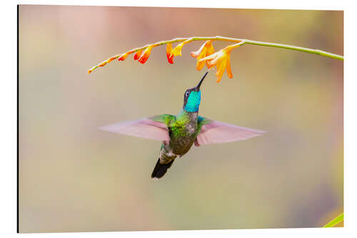 Aluminium print Talamanca Hummingbird III