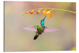 Aluminium print Talamanca Hummingbird III