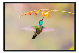 Gerahmter Kunstdruck Talamanca Kolibri III