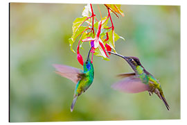 Aluminiumsbilde Two hummingbirds on a flower