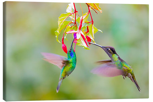 Canvas print Two hummingbirds on a flower