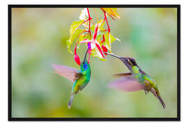 Gerahmter Kunstdruck Zwei Kolibris an einer Blüte