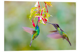 Foam board print Two hummingbirds on a flower