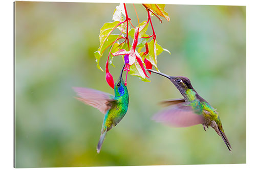 Cuadro de plexi-alu Dos colibríes en una flor