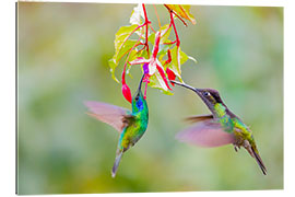 Galleritryk Two hummingbirds on a flower