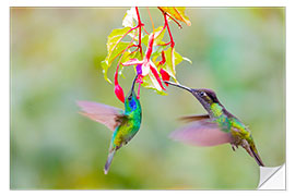 Muursticker Two hummingbirds on a flower