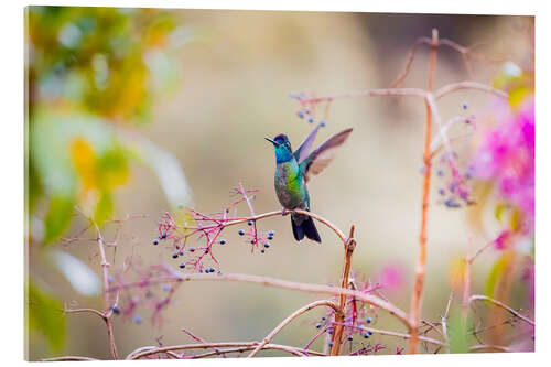 Acrylglas print Talamanca Hummingbird I