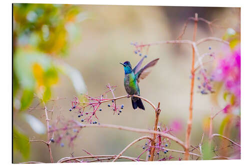 Aluminium print Talamanca Hummingbird I