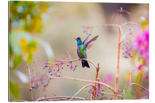 Tableau en plexi-alu Colibri de Rivoli I