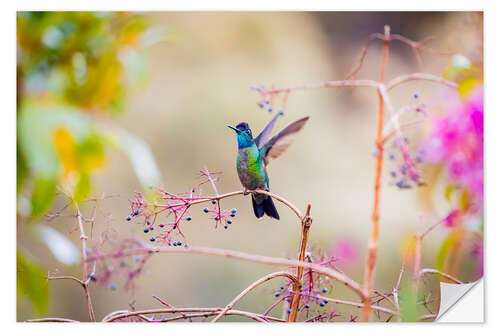 Naklejka na ścianę Talamanca Hummingbird I