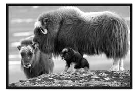 Gerahmter Kunstdruck Moschusochsen mit Jungtier